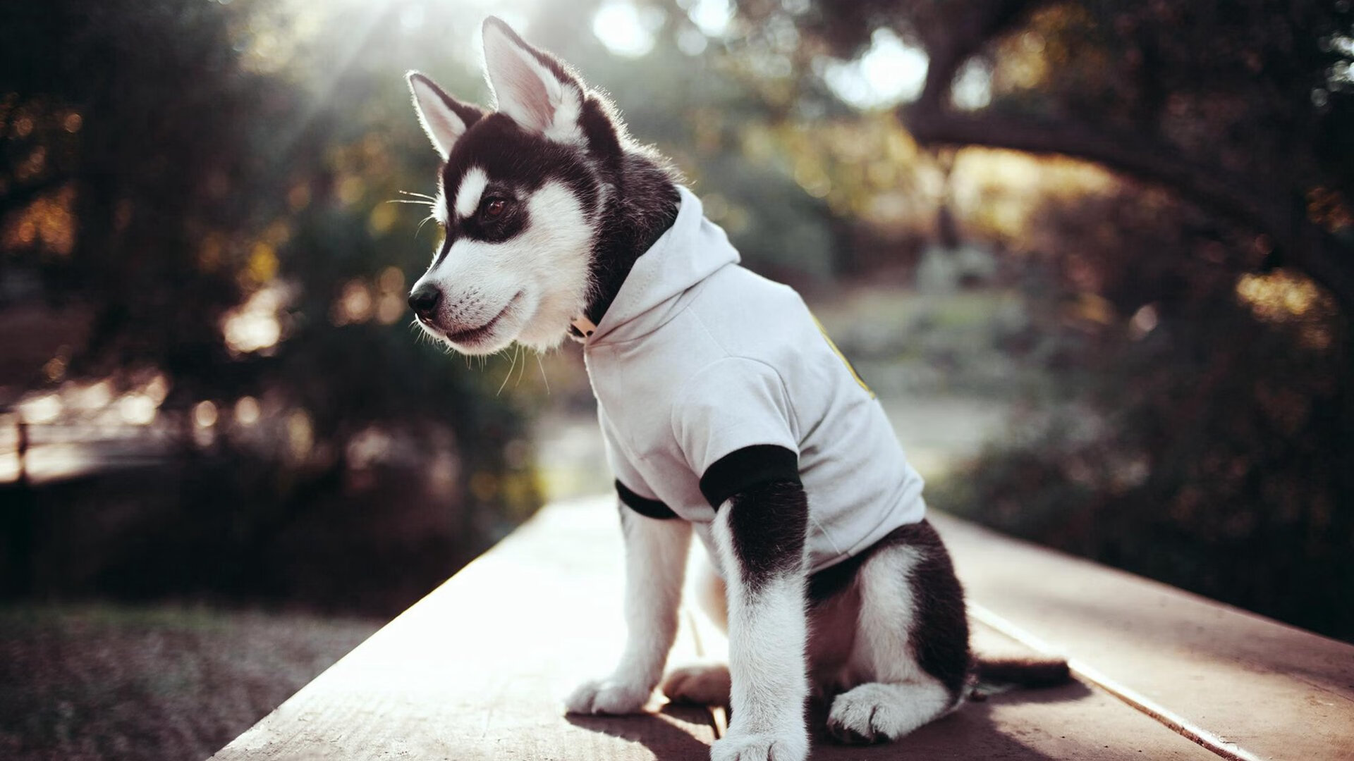 mk体育入口-欧冠淘汰赛：经典夜晚回忆录，欧冠淘汰赛对阵情况