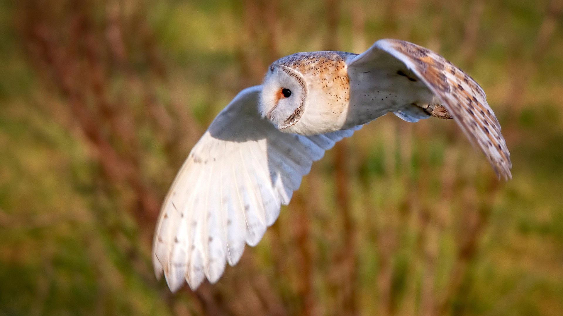CBA各队引进高水平外援 提高联赛竞争强度，cba外援名额