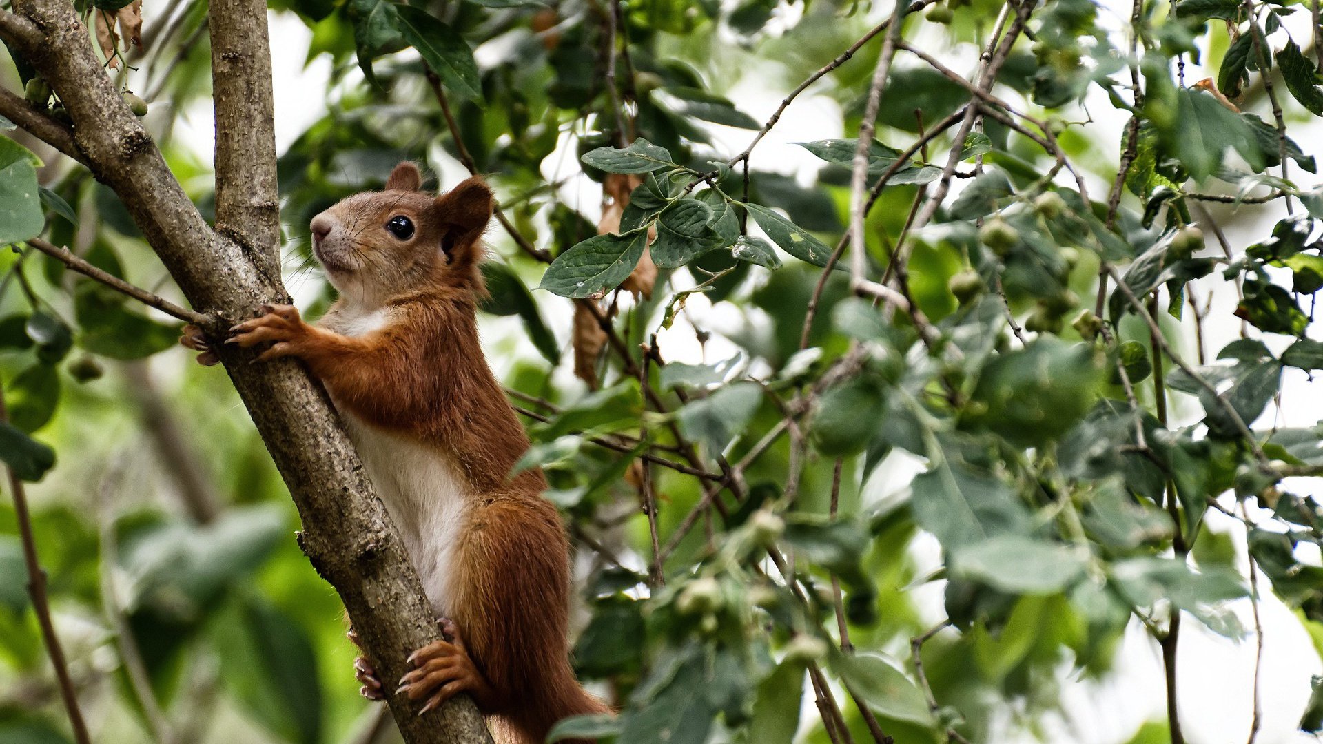 Cole Palmer获赛季最佳新星奖,备受期待