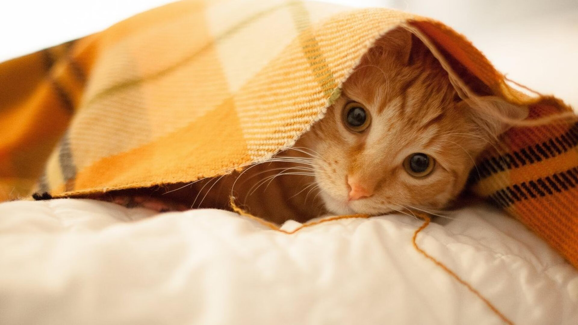 中国男篮全队凝聚力强 打出团队篮球，中国男篮最团结