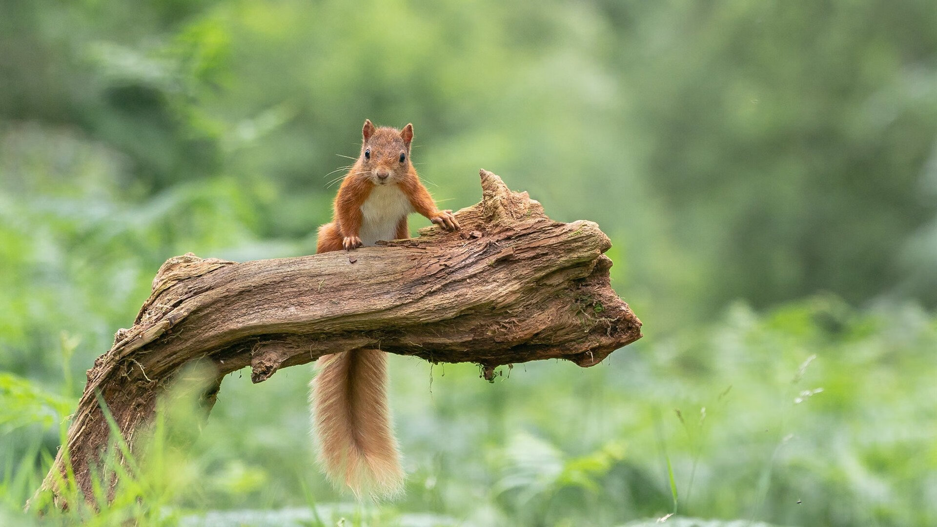 中立B选手转身效率接近国际一流，中立是啥