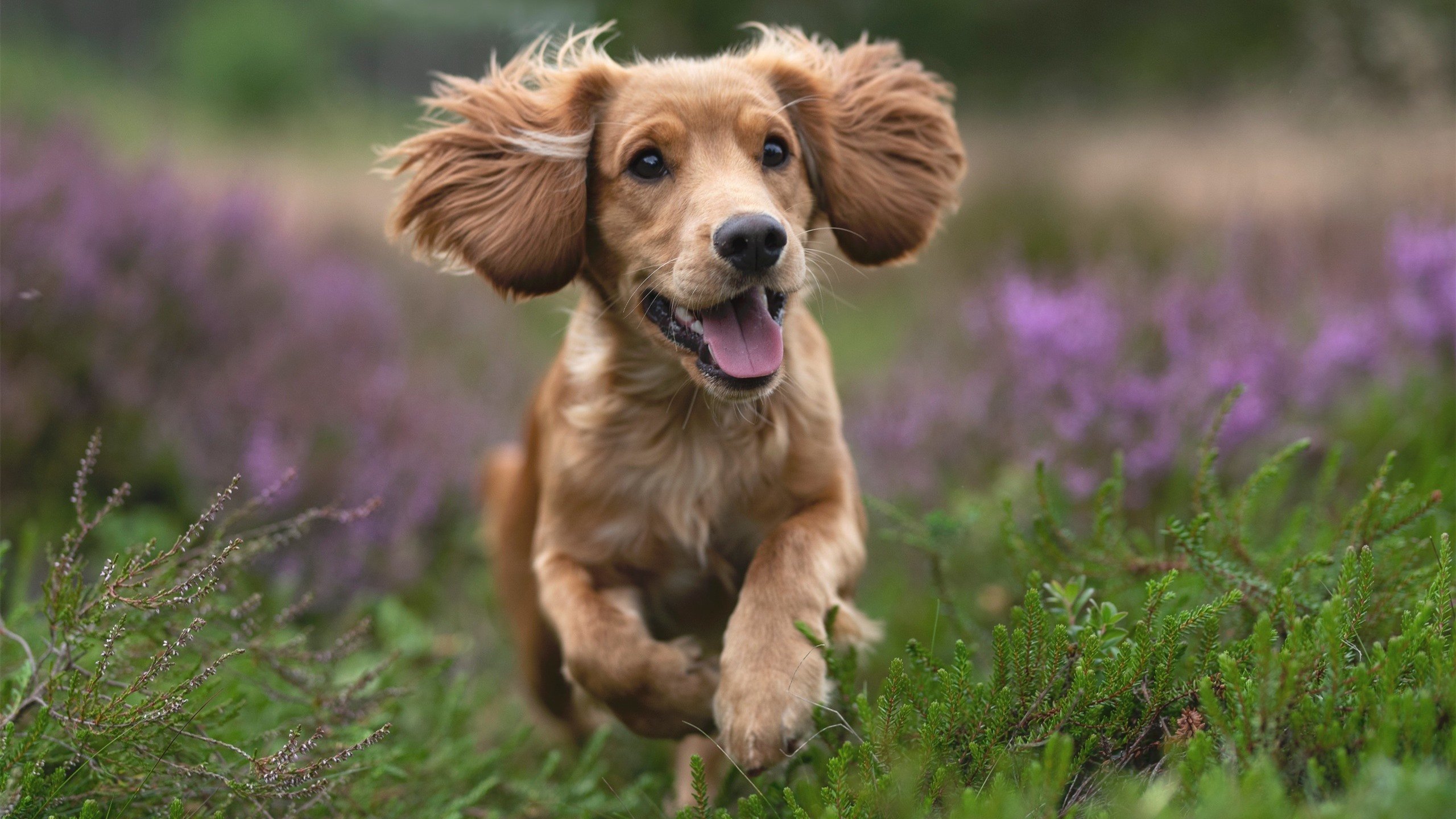 乒乓球技巧挑战赛成短视频热点话题，乒乓球比赛视频解说