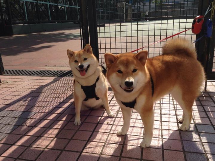 “安赫尔·巴尔博萨的全能进攻与敏捷防守，成为美洲狮队立足国际赛场的重要力量”