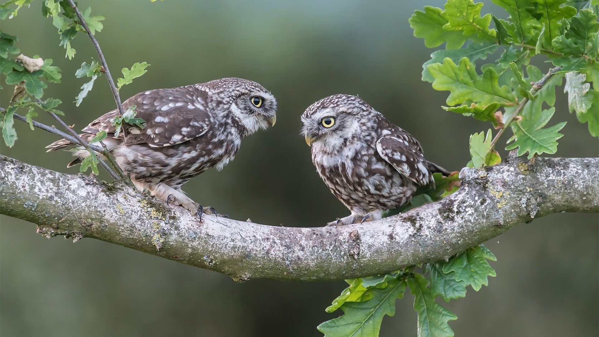 mk体育官网首页-中国队备战2026世界杯，训练营受到国际关注和合作支持，中国队世界杯预