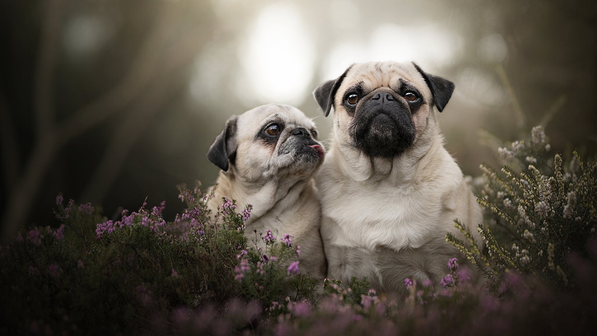 年轻跳水选手表现亮眼，未来可期，最年轻女子跳水冠军